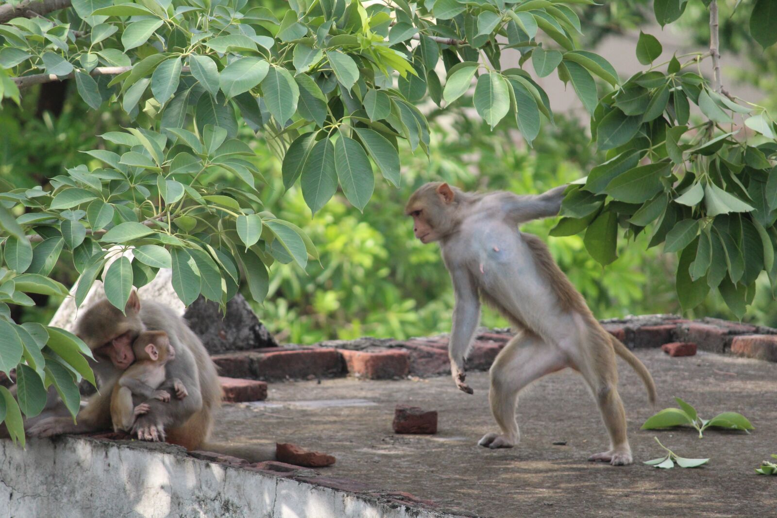 Canon EOS 1300D (EOS Rebel T6 / EOS Kiss X80) sample photo. Monkey, wildlife, wild photography