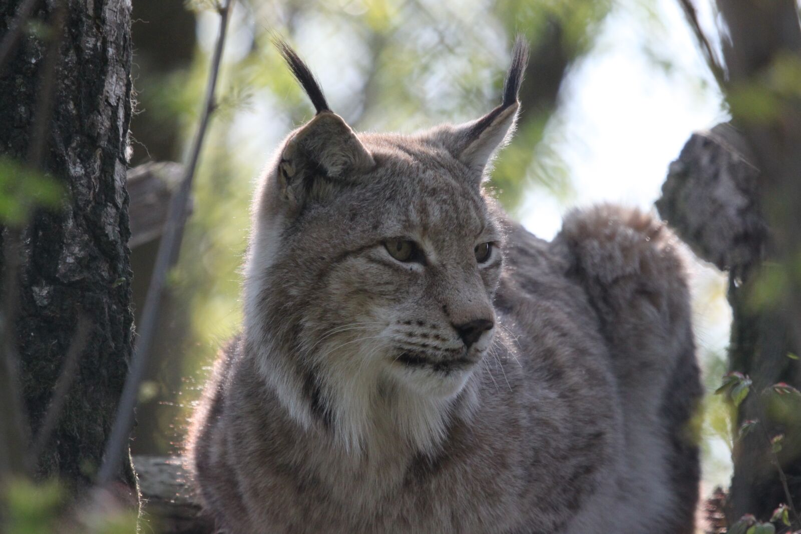 Canon EOS 500D (EOS Rebel T1i / EOS Kiss X3) sample photo. Lynx, cat, nature photography
