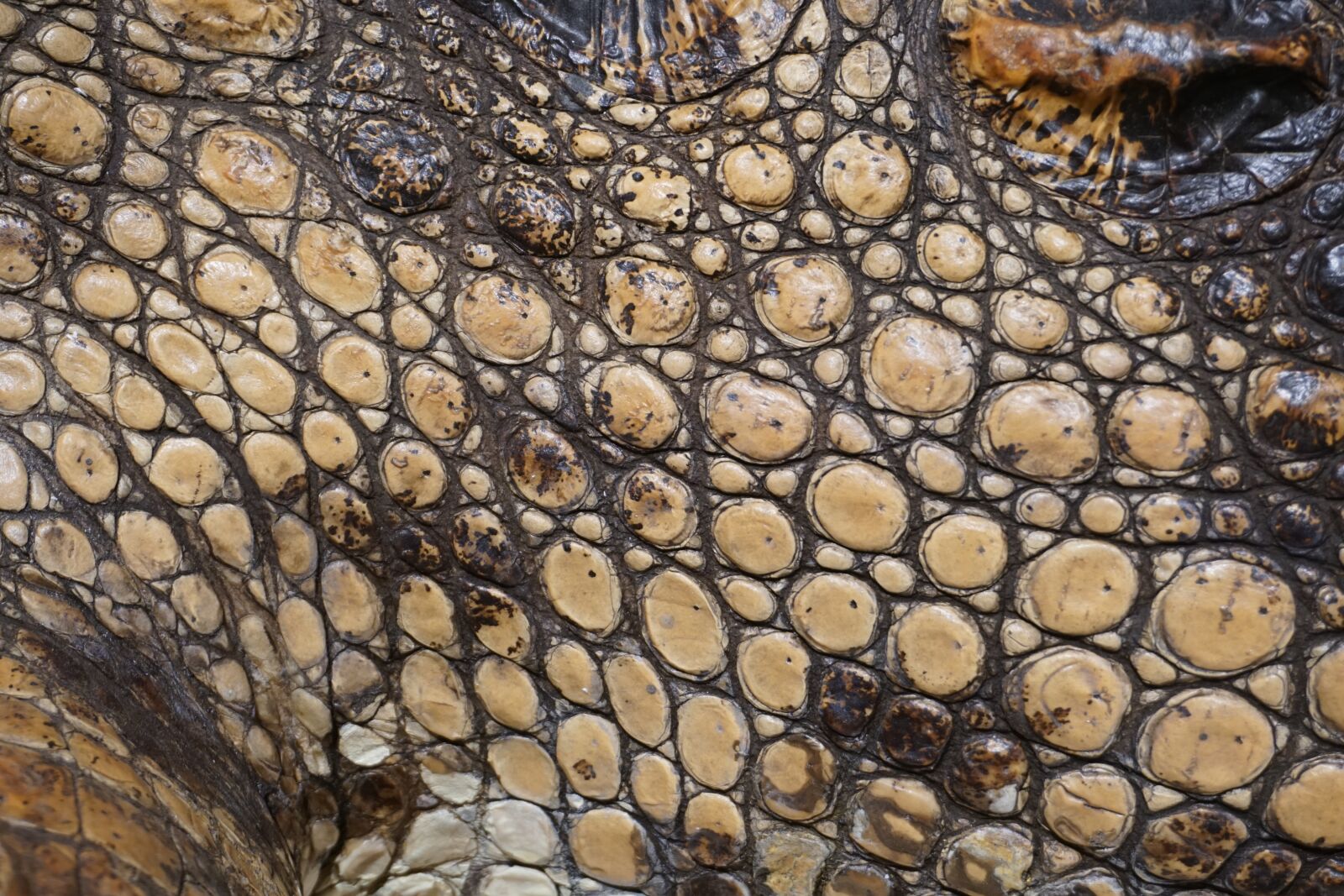 Sony a6300 sample photo. Texture, crocodile, scale photography