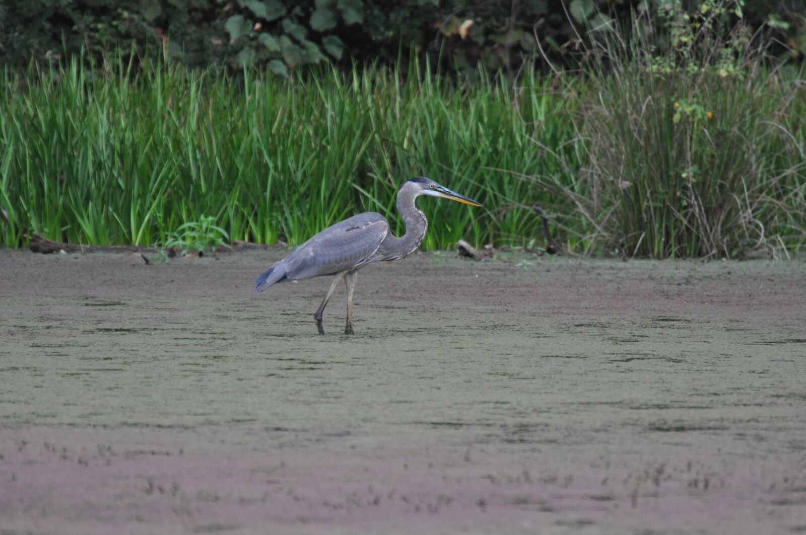 Nikon D5000 sample photo. Blue heron, swamp, nj photography