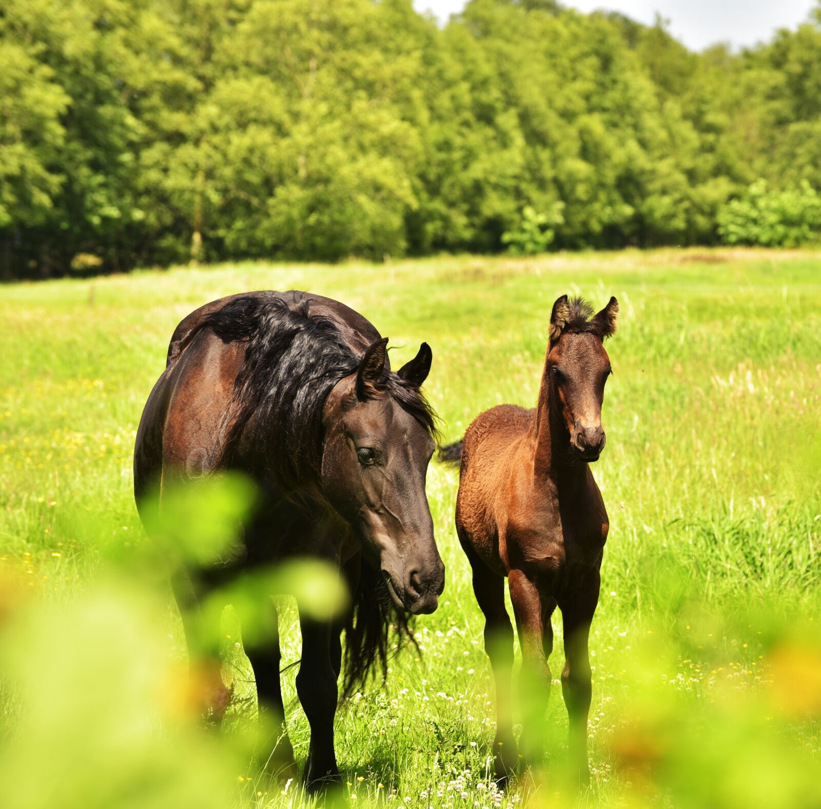 Nikon D750 sample photo. Horse, mother, foal photography