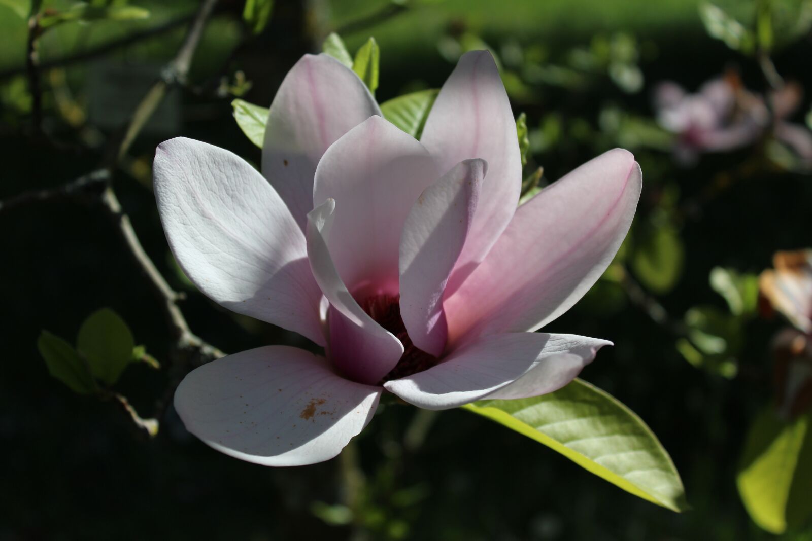 Canon EOS 1200D (EOS Rebel T5 / EOS Kiss X70 / EOS Hi) sample photo. Magnolia, flower, blossom photography