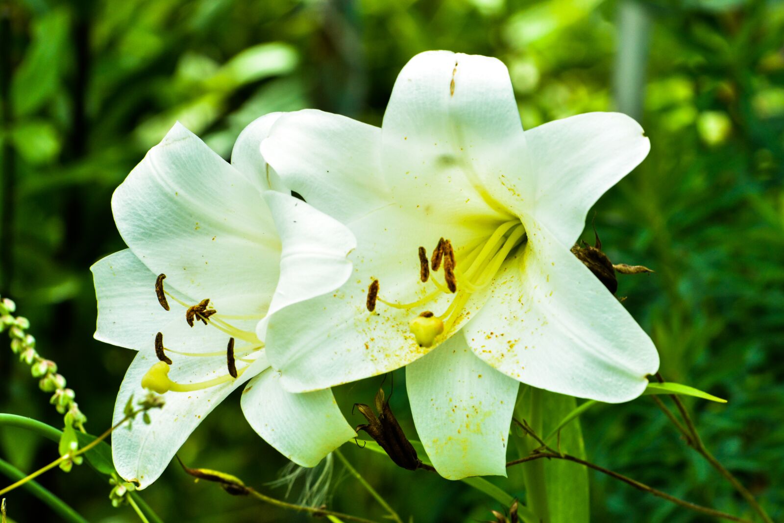 Nikon D5200 sample photo. Nature, sheet, outdoors photography