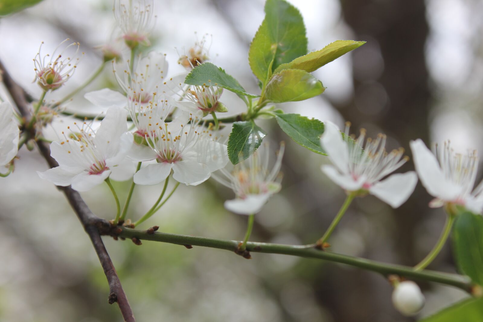 Canon EOS 550D (EOS Rebel T2i / EOS Kiss X4) sample photo. Spring, flower, bloom photography