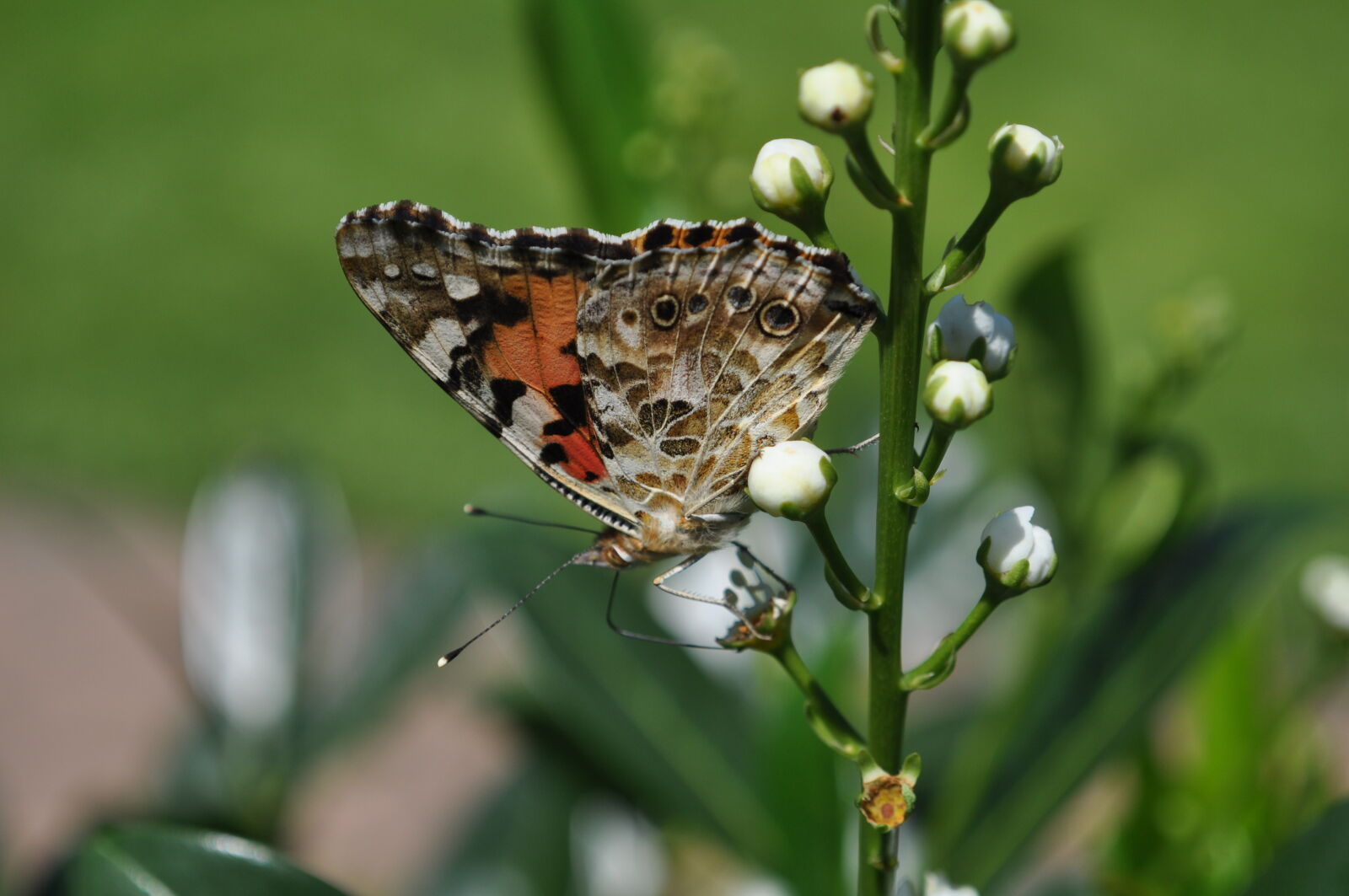 Nikon D5000 sample photo. Butterfly, on, a, flower photography
