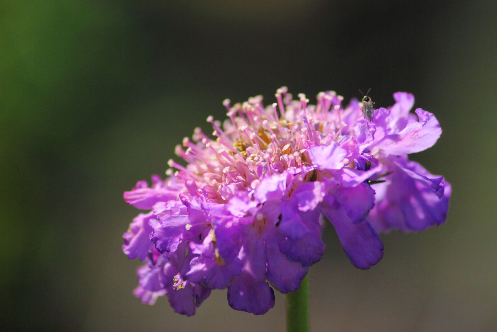Canon EOS 500D (EOS Rebel T1i / EOS Kiss X3) sample photo. Flower, nature, flora photography