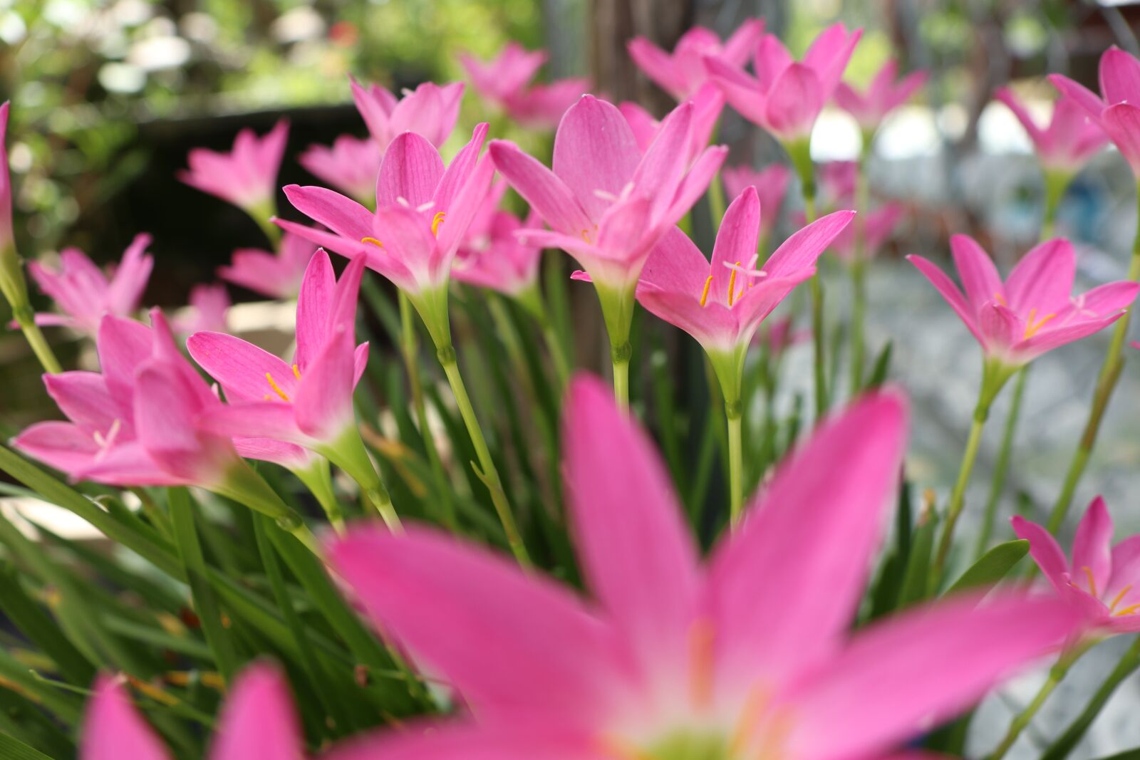 Canon EOS M6 sample photo. Pink flower, big and photography