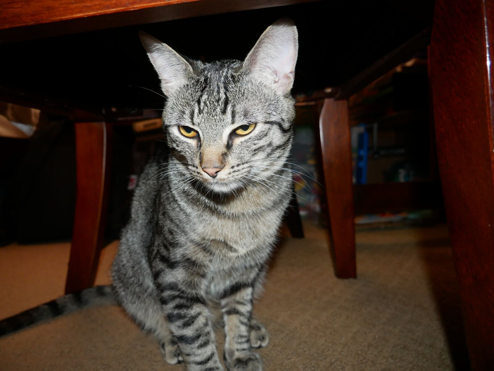 Panasonic Lumix DMC-G85 (Lumix DMC-G80) sample photo. Cat, kitten, cute photography