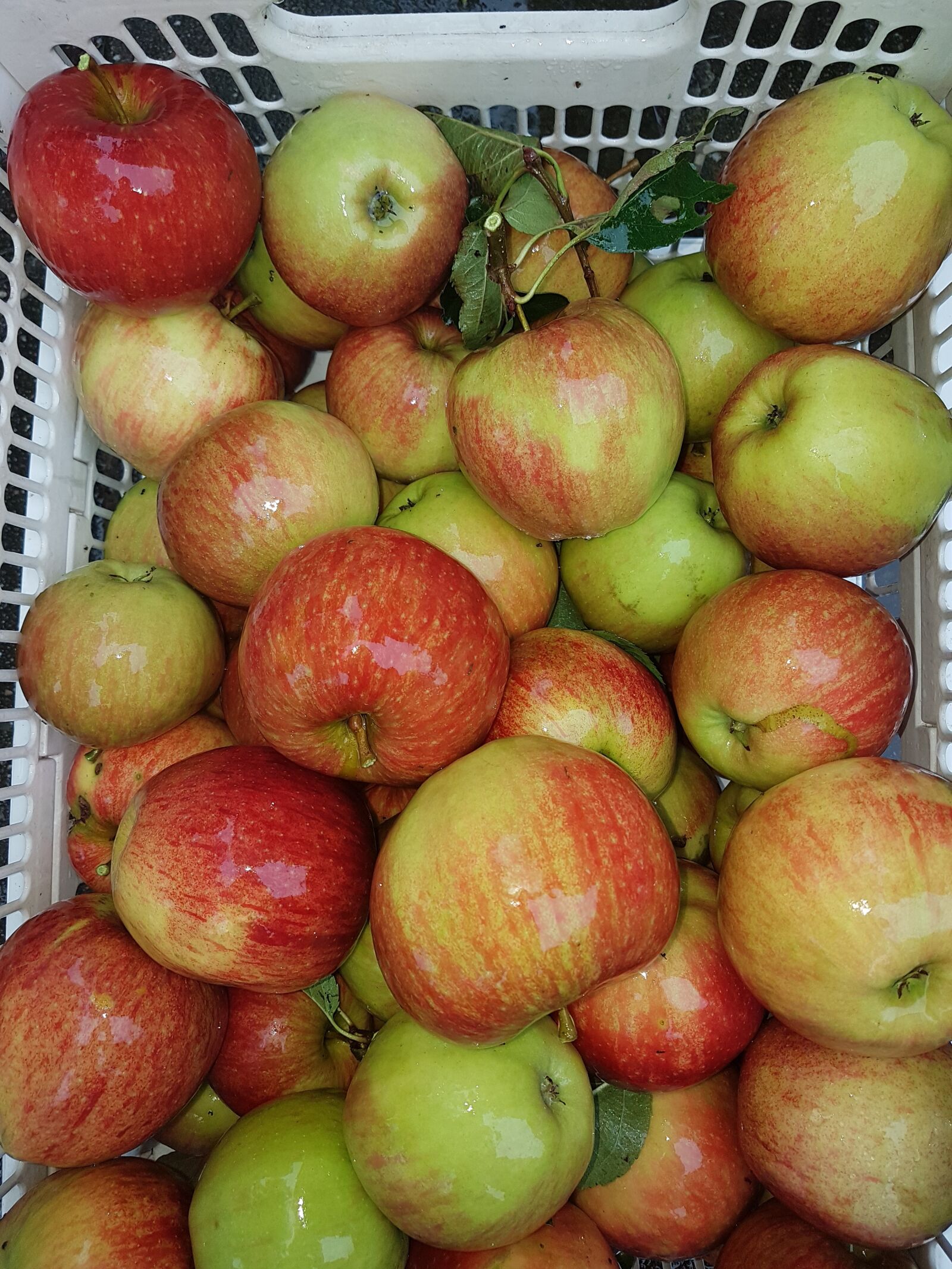 Samsung Galaxy S7 Edge sample photo. Apples, harvest, autumn photography
