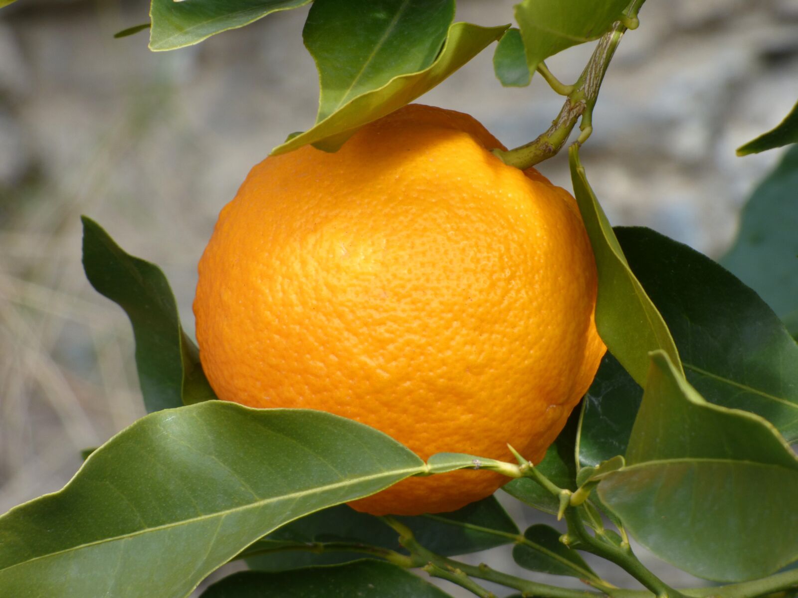 Panasonic Lumix DMC-FZ70 sample photo. Orange, naranjo, tree photography