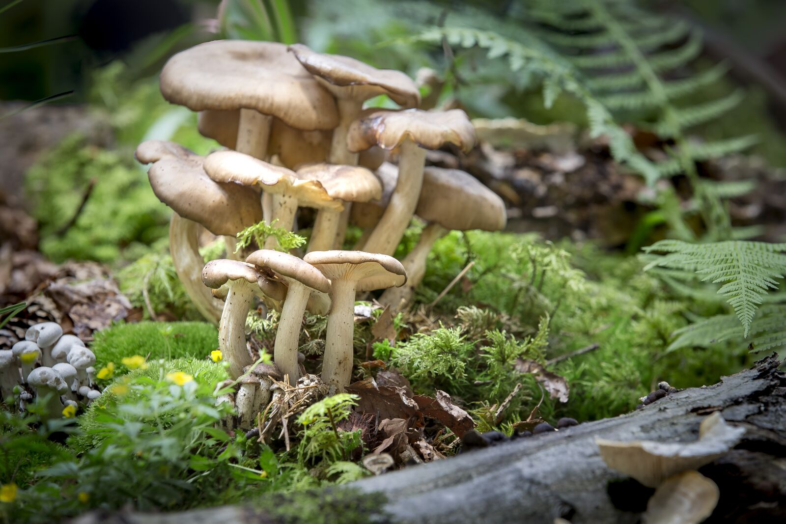Canon EOS 6D sample photo. Mushroom, nature, moss photography