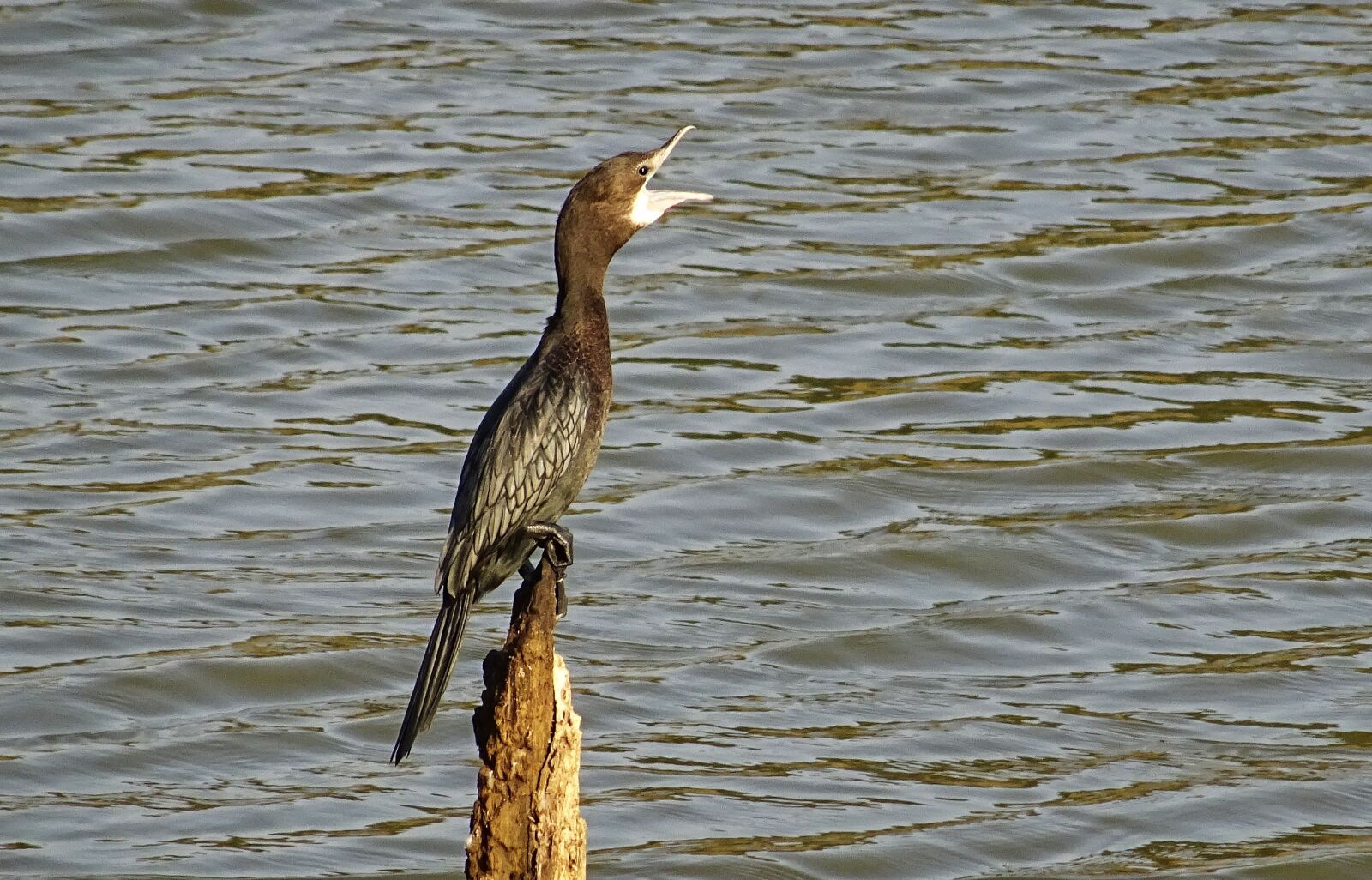 Sony DSC-HX60V sample photo. Bird, water bird, little photography