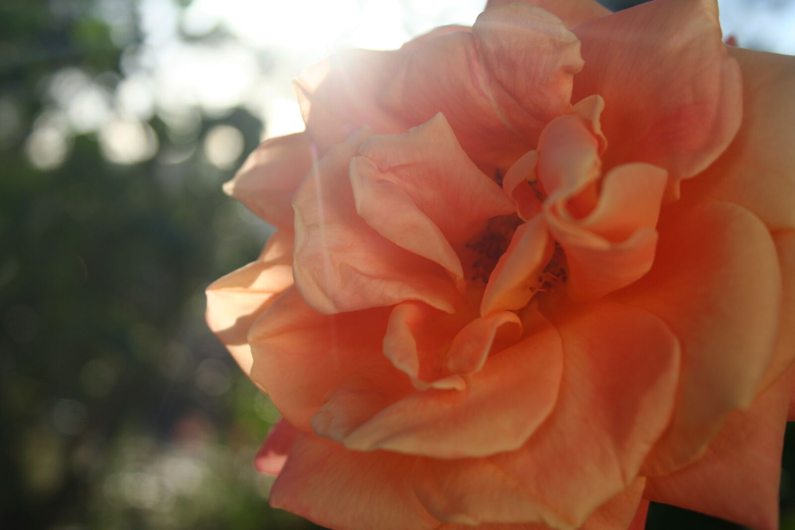 Canon EOS 350D (EOS Digital Rebel XT / EOS Kiss Digital N) sample photo. Beautiful, flowers, flower, flower photography
