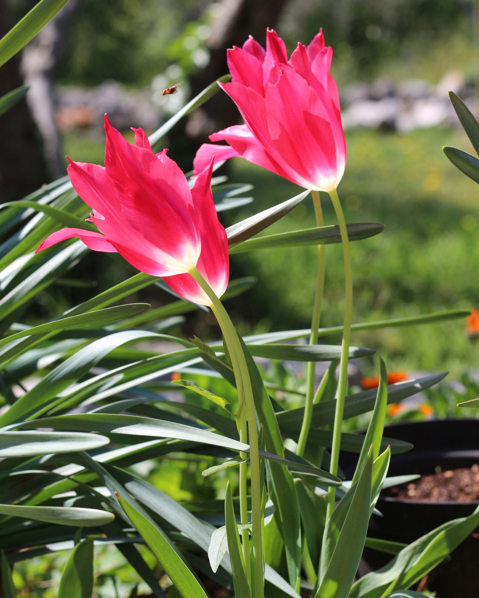 Canon EOS 700D (EOS Rebel T5i / EOS Kiss X7i) sample photo. Magenta, hot pink, pink photography
