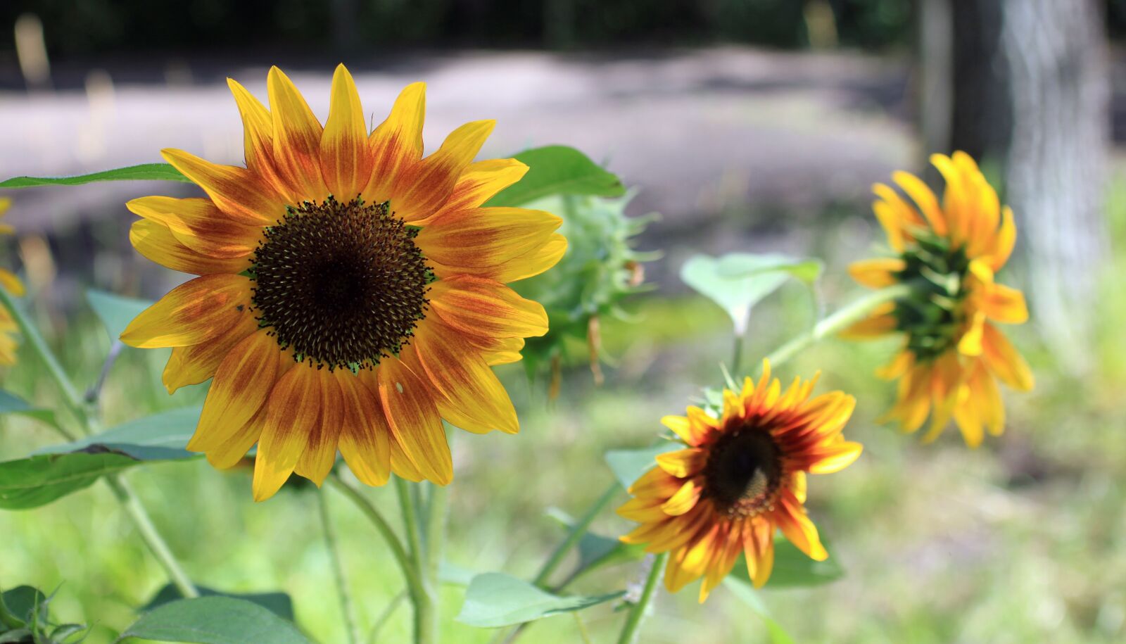 Canon EOS 500D (EOS Rebel T1i / EOS Kiss X3) sample photo. Sunflower, firecracker, garden photography