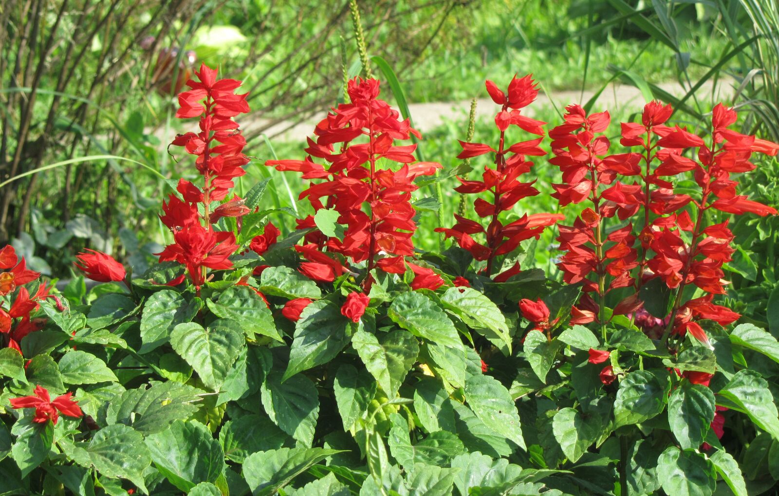 Canon PowerShot SX210 IS sample photo. Salvia, flowers, red photography