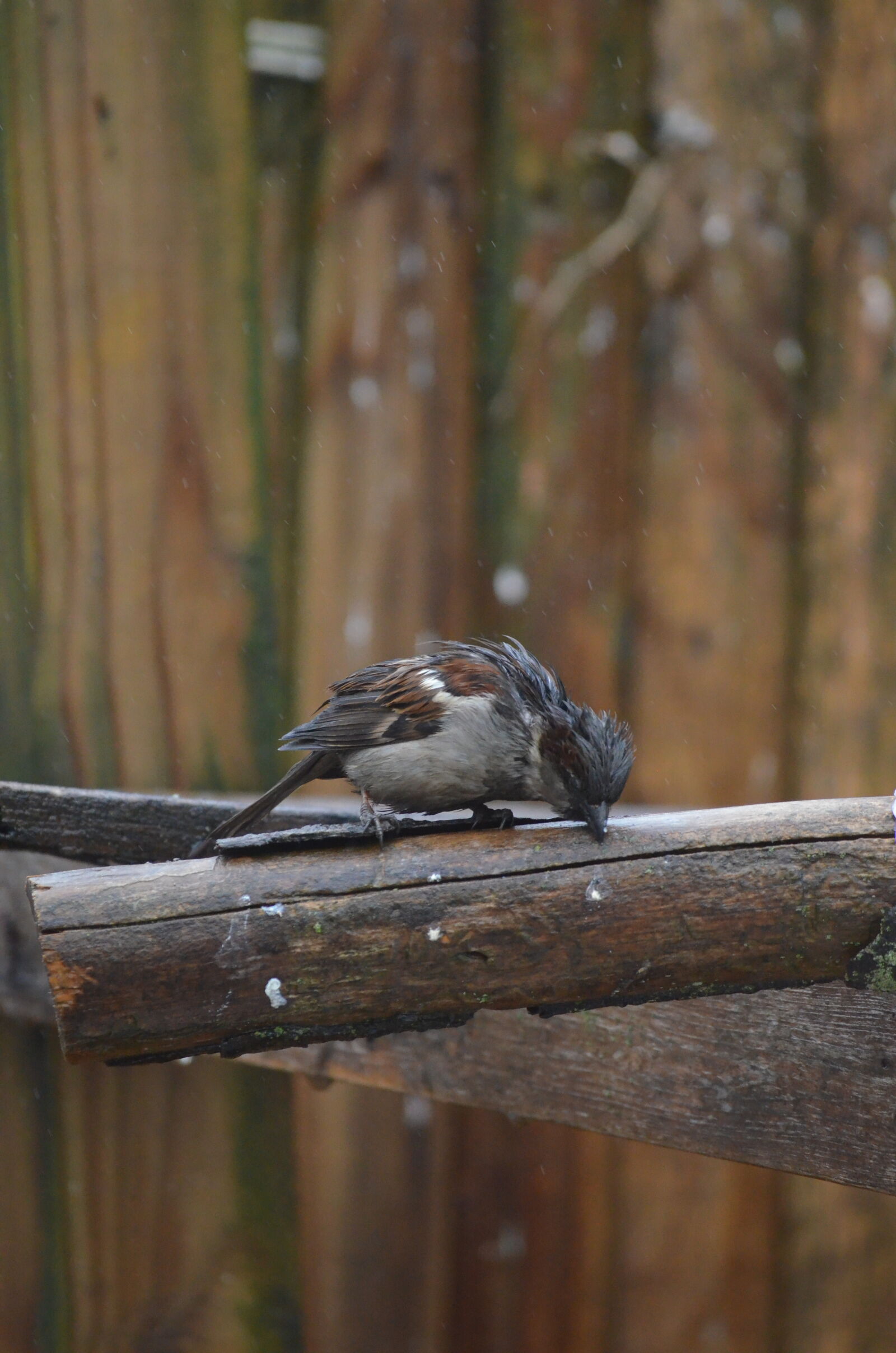 Nikon D5100 sample photo