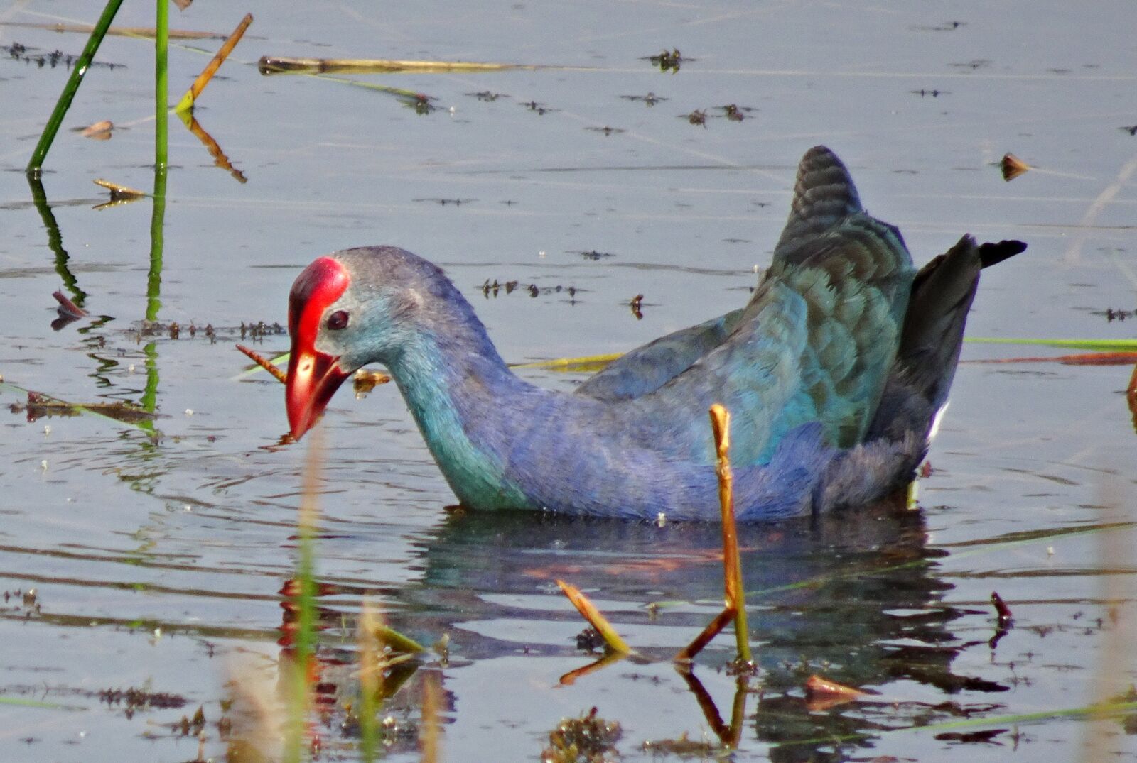 Sony Cyber-shot DSC-HX90V sample photo. Bird, purple swamphen, purple photography
