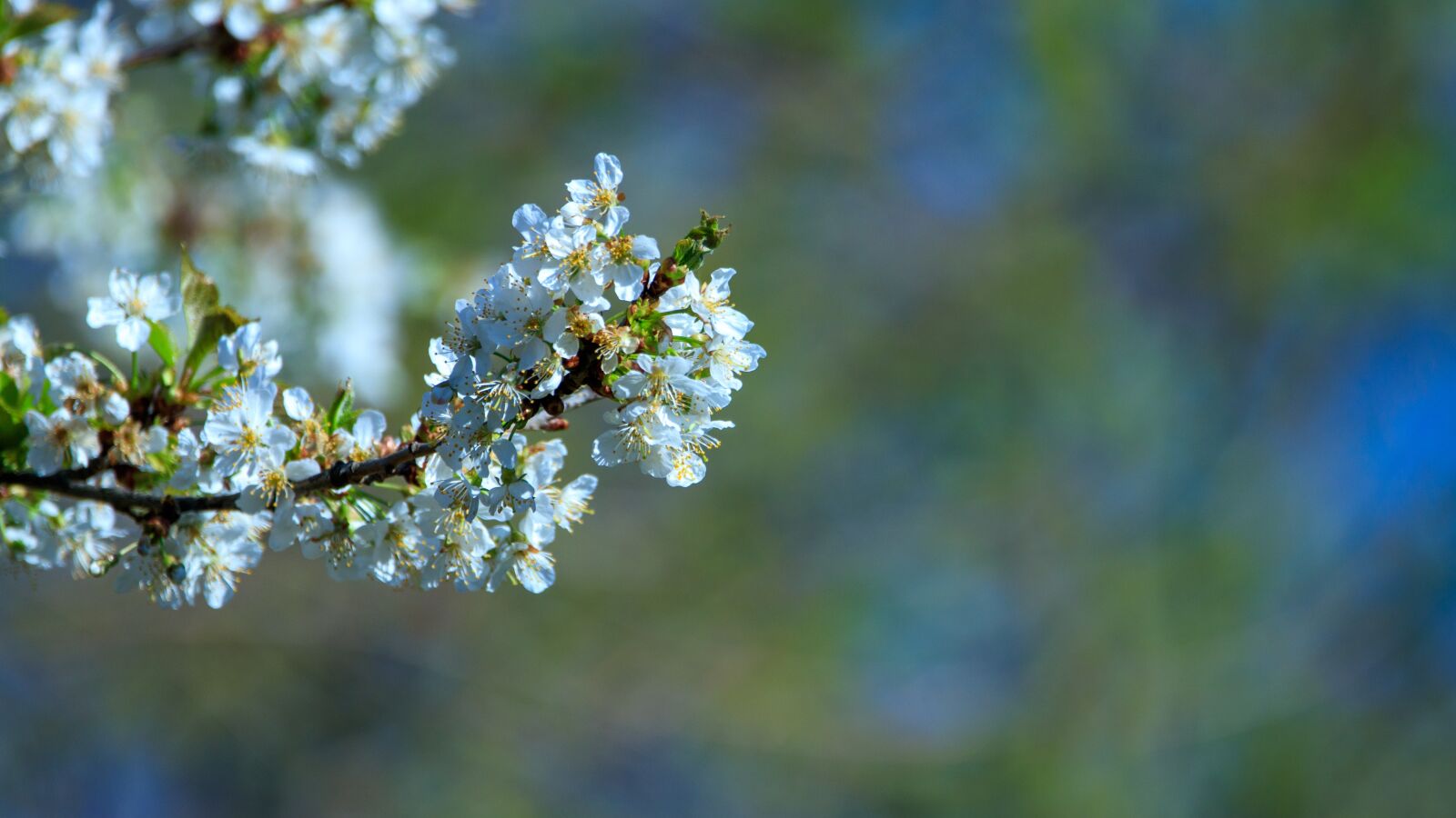 Canon EOS 80D sample photo. Bloom, spring, plant photography