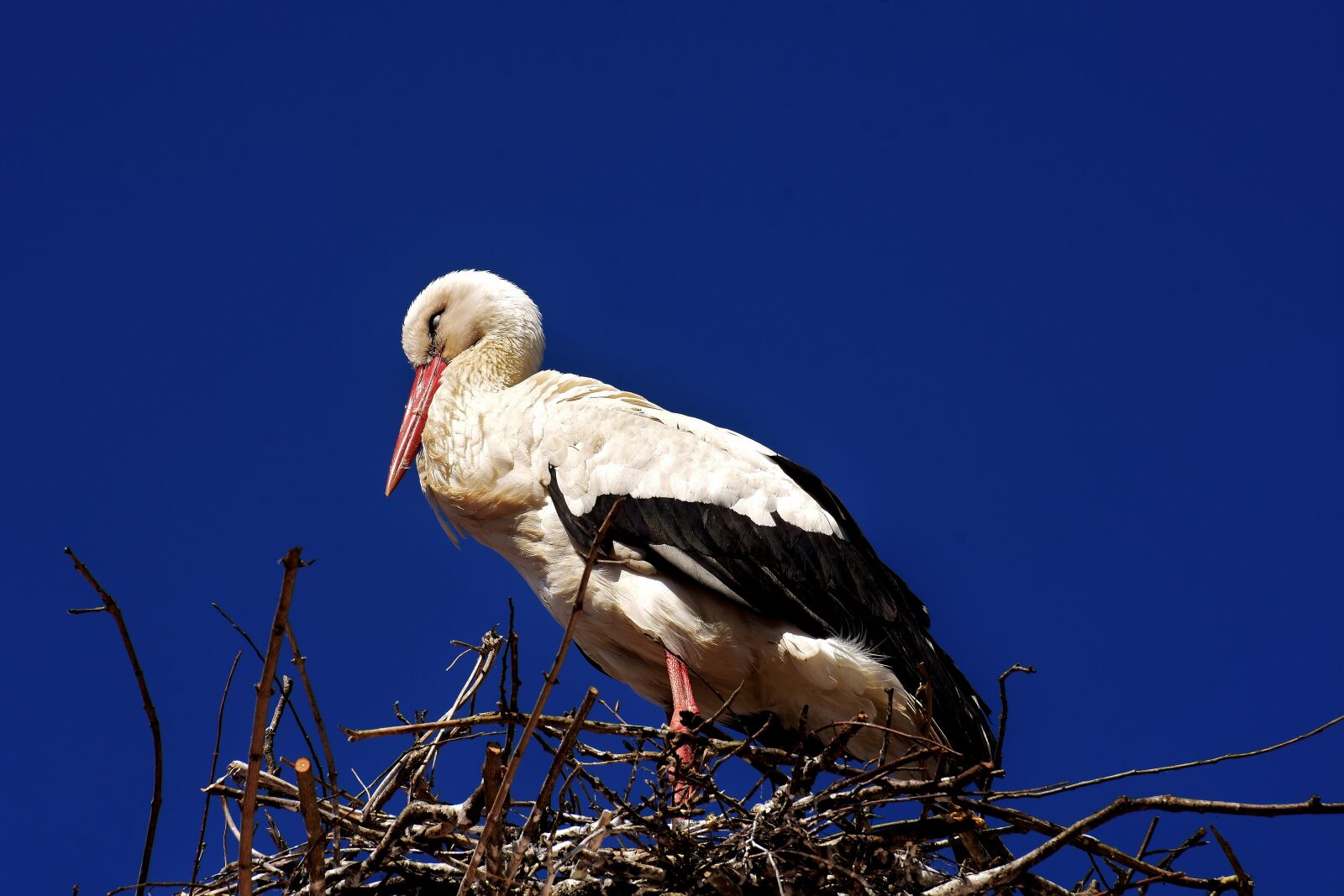 Nikon D7200 sample photo. Stork, sleep, eyes closed photography