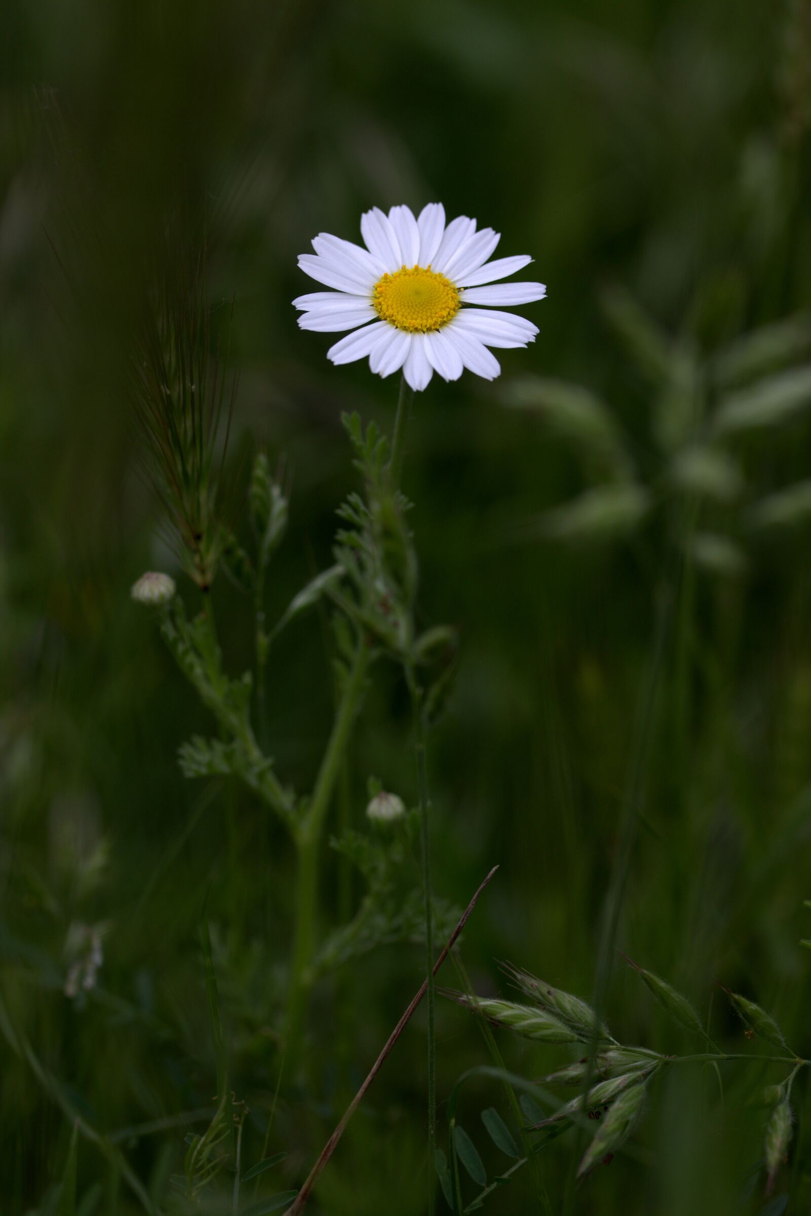 Canon EF-S 60mm F2.8 Macro USM sample photo. Chamomile, bull's eye, flower photography
