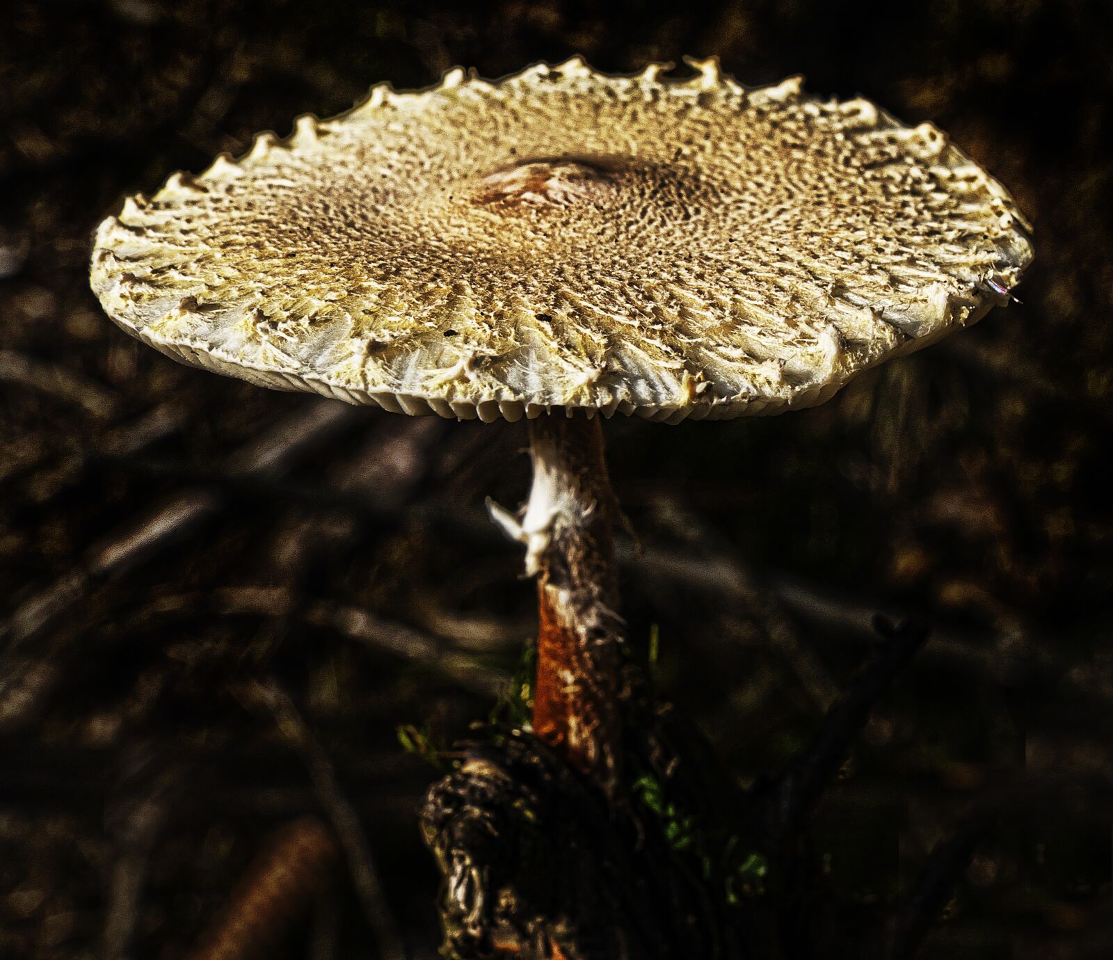 Panasonic Lumix DMC-FZ1000 sample photo. Mushroom, forest, moss photography