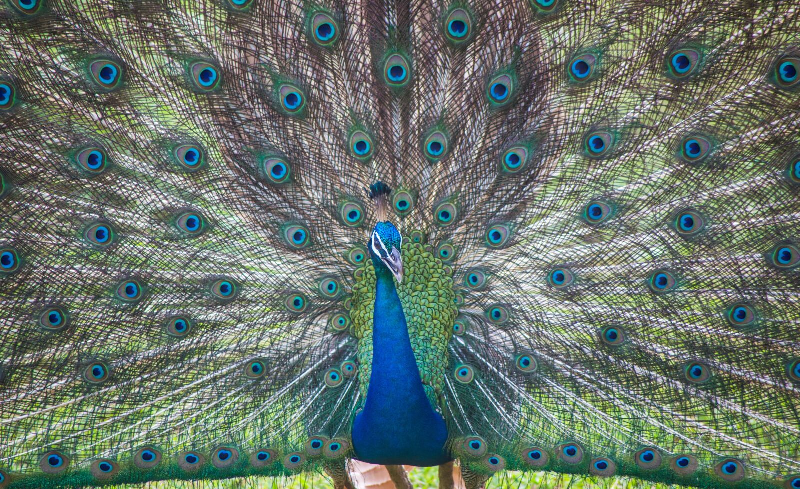Canon EOS 6D sample photo. Sri lanka, ceylon, peacock photography