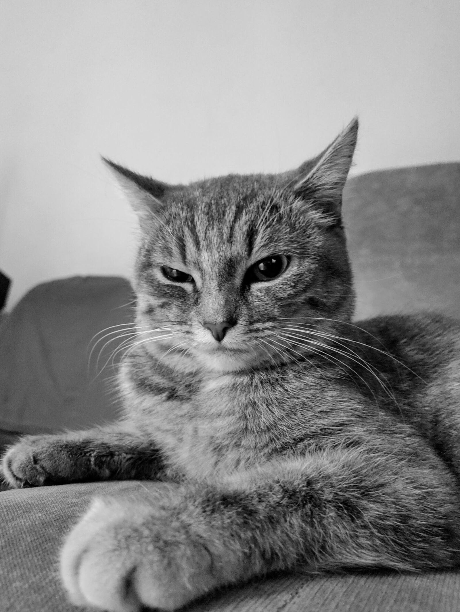 Xiaomi MI 9 sample photo. Cat, animal, pet photography