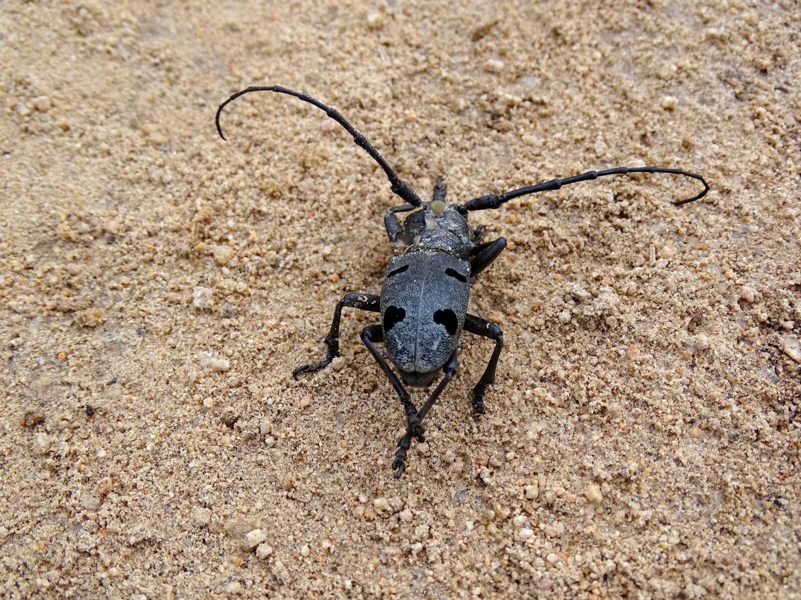 Sony Cyber-shot DSC-HX400V sample photo. Beetle, forest, earth photography