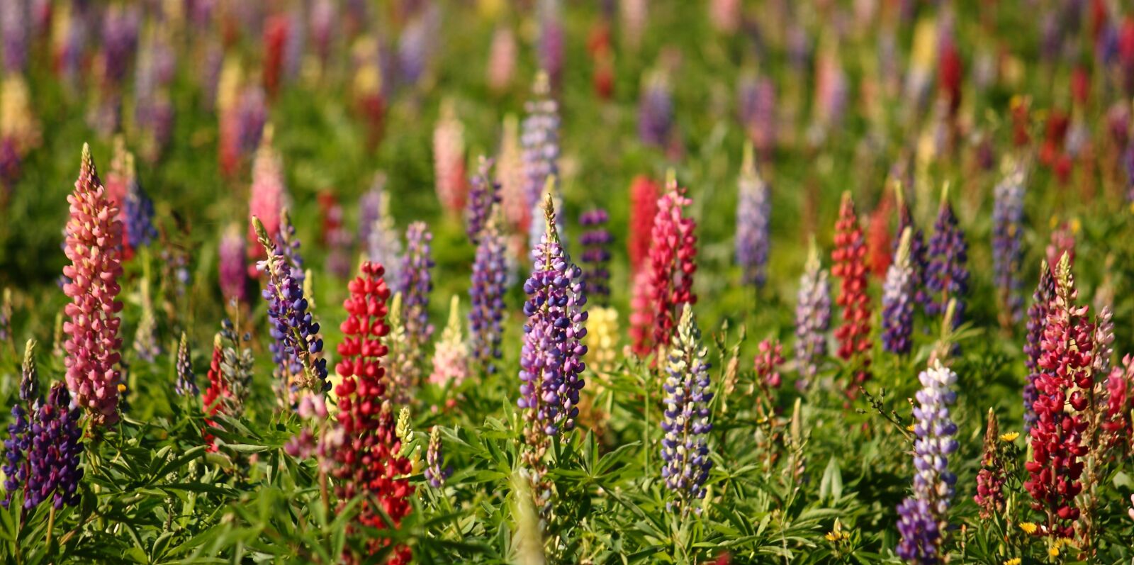 Canon EOS 400D (EOS Digital Rebel XTi / EOS Kiss Digital X) sample photo. Lupins, natural, summer photography