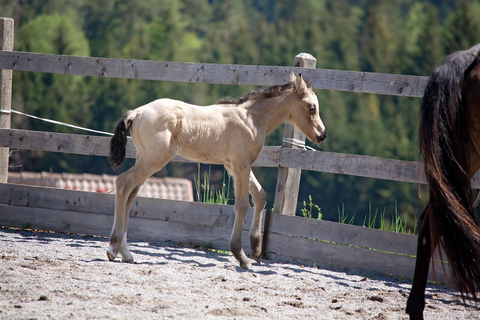 Nikon D7100 sample photo. Foal, horse, pony photography