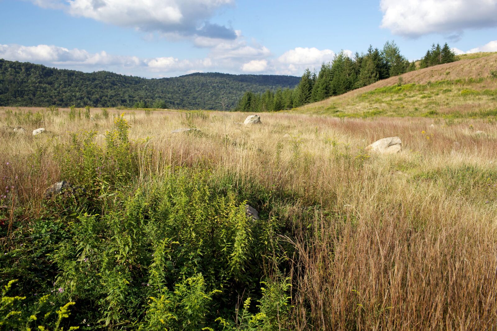 Canon EOS 5D Mark II sample photo. Hillside photography