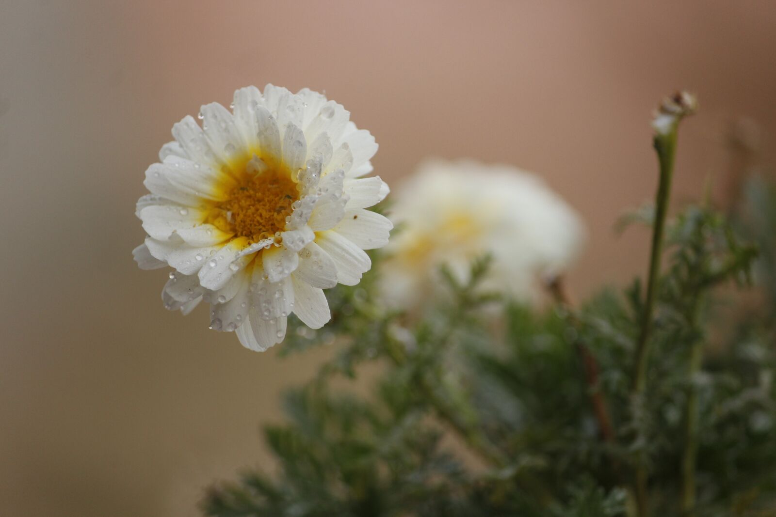 Canon EOS 1200D (EOS Rebel T5 / EOS Kiss X70 / EOS Hi) sample photo. Nature, flora, flower photography