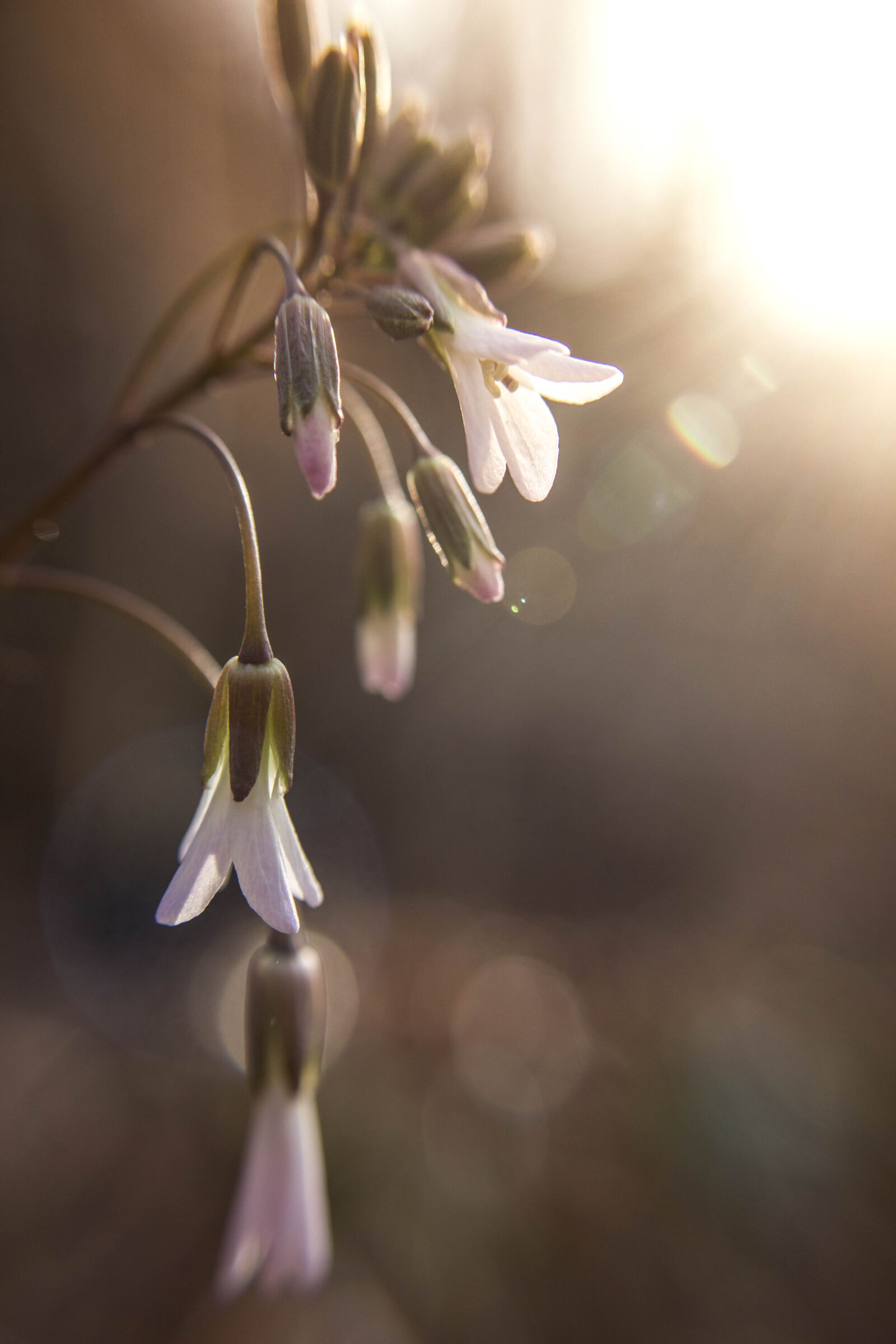 Canon EOS 600D (Rebel EOS T3i / EOS Kiss X5) sample photo. Foral, flower, pink, airy photography
