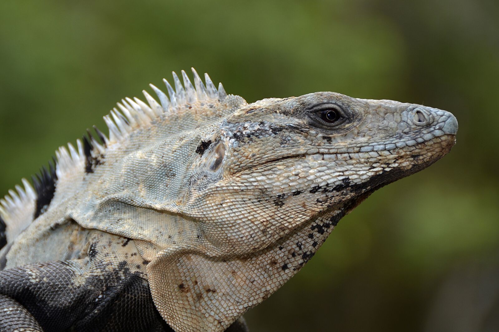 Nikon D7100 sample photo. Iguana, lizard, reptile photography