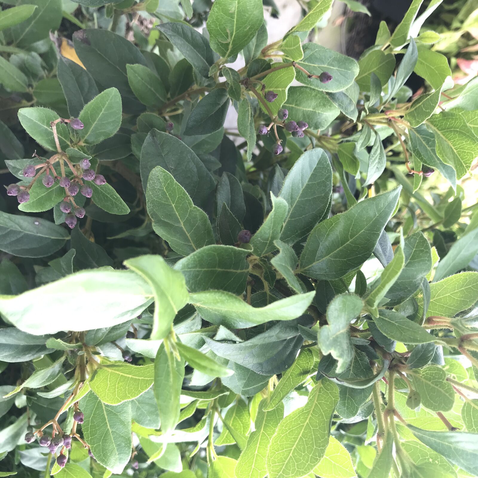 iPhone 7 back camera 3.99mm f/1.8 sample photo. Nature, green, plants photography