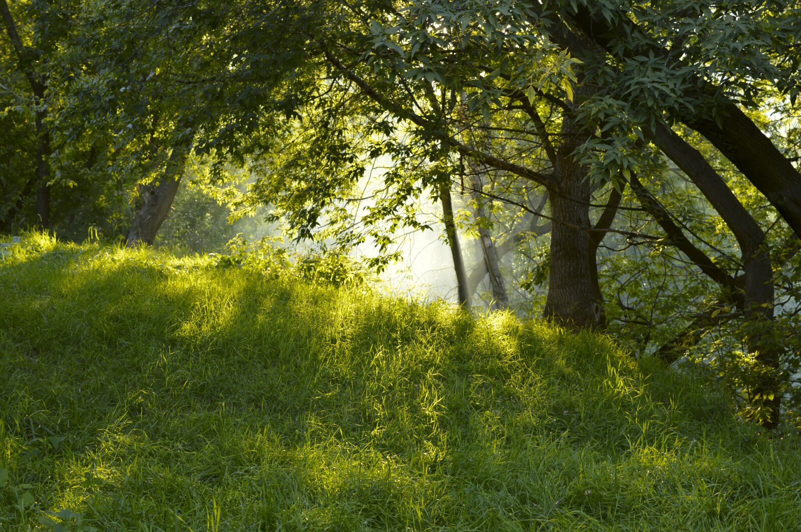 Nikon D3200 sample photo. Nature, tree, wood photography