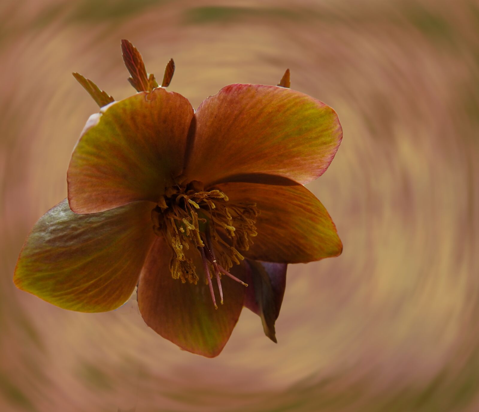 Nikon Coolpix P900 sample photo. Flower, beige, beautiful photography