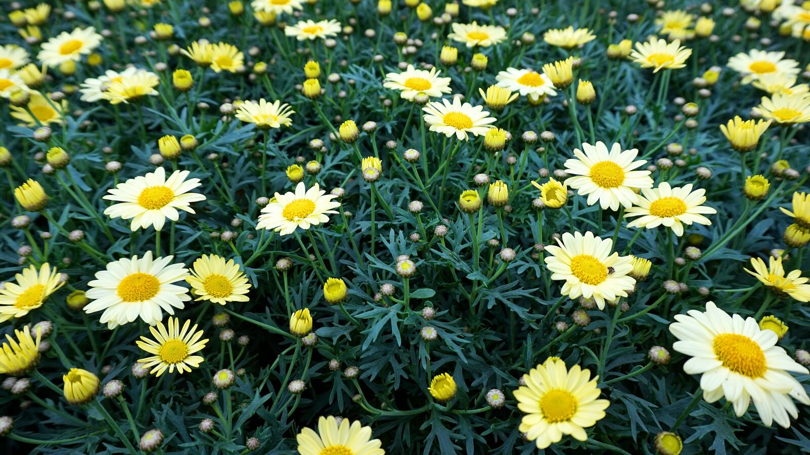 Sony Alpha a5000 (ILCE 5000) sample photo. Flower, yellow, blossom photography