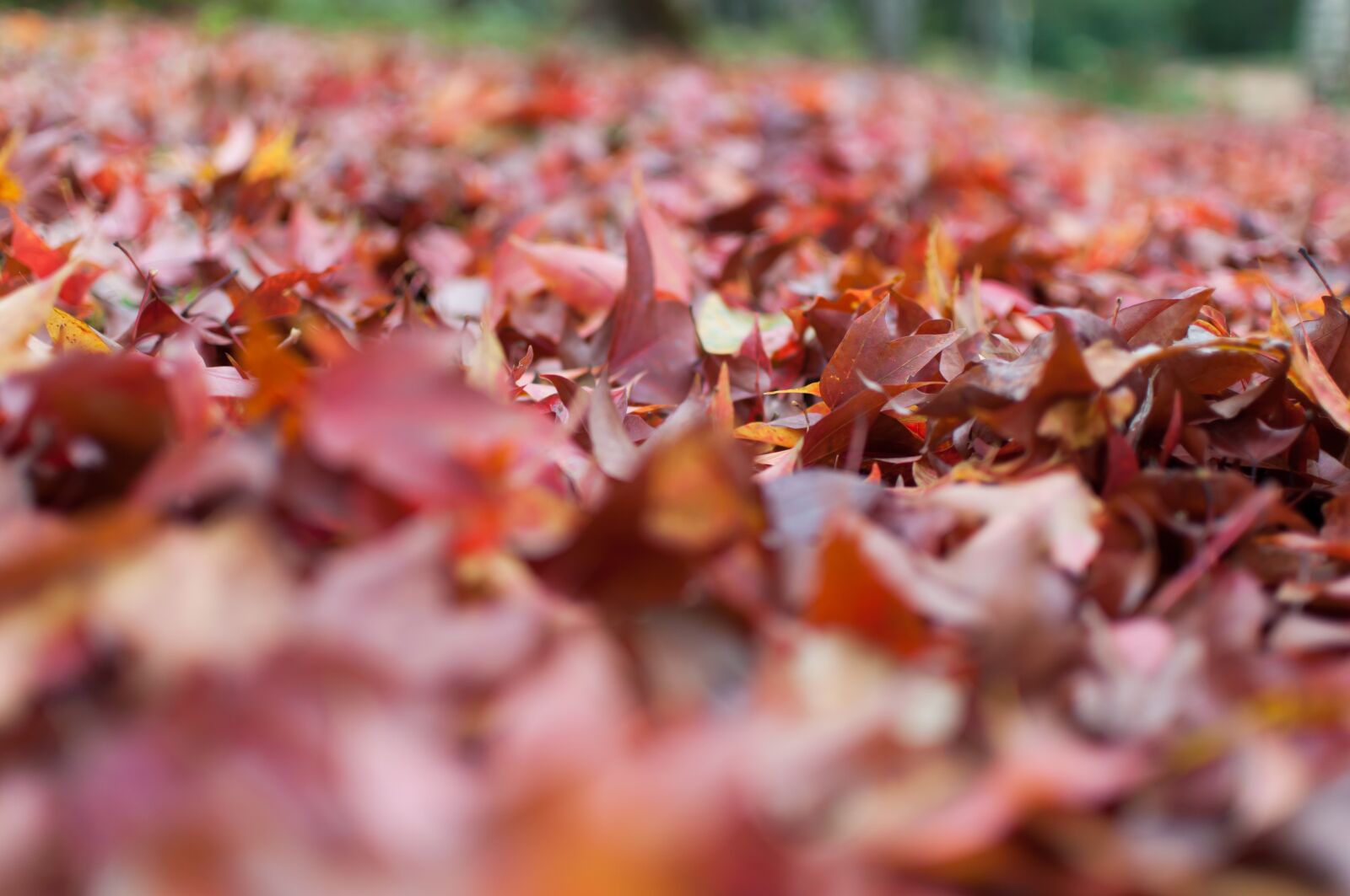 Nikon D5000 sample photo. Leaf, maple, autumn photography