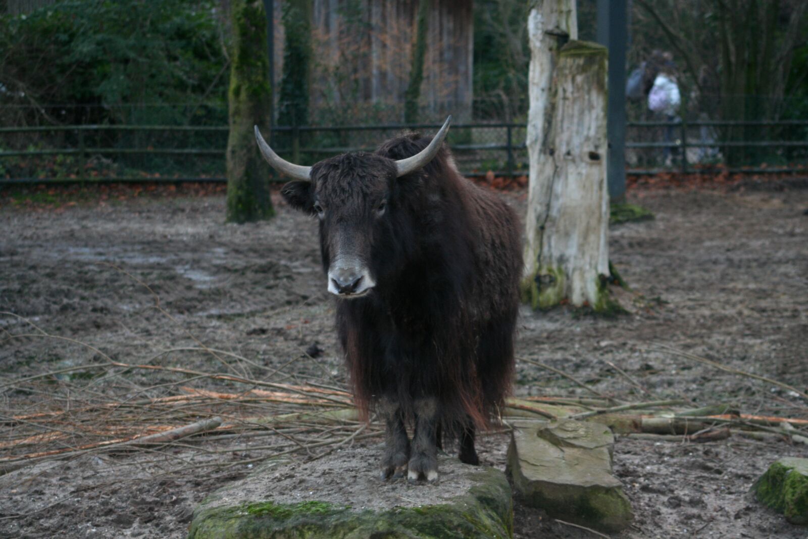 Canon EOS 350D (EOS Digital Rebel XT / EOS Kiss Digital N) sample photo. Bovine species, grazer, mammal photography