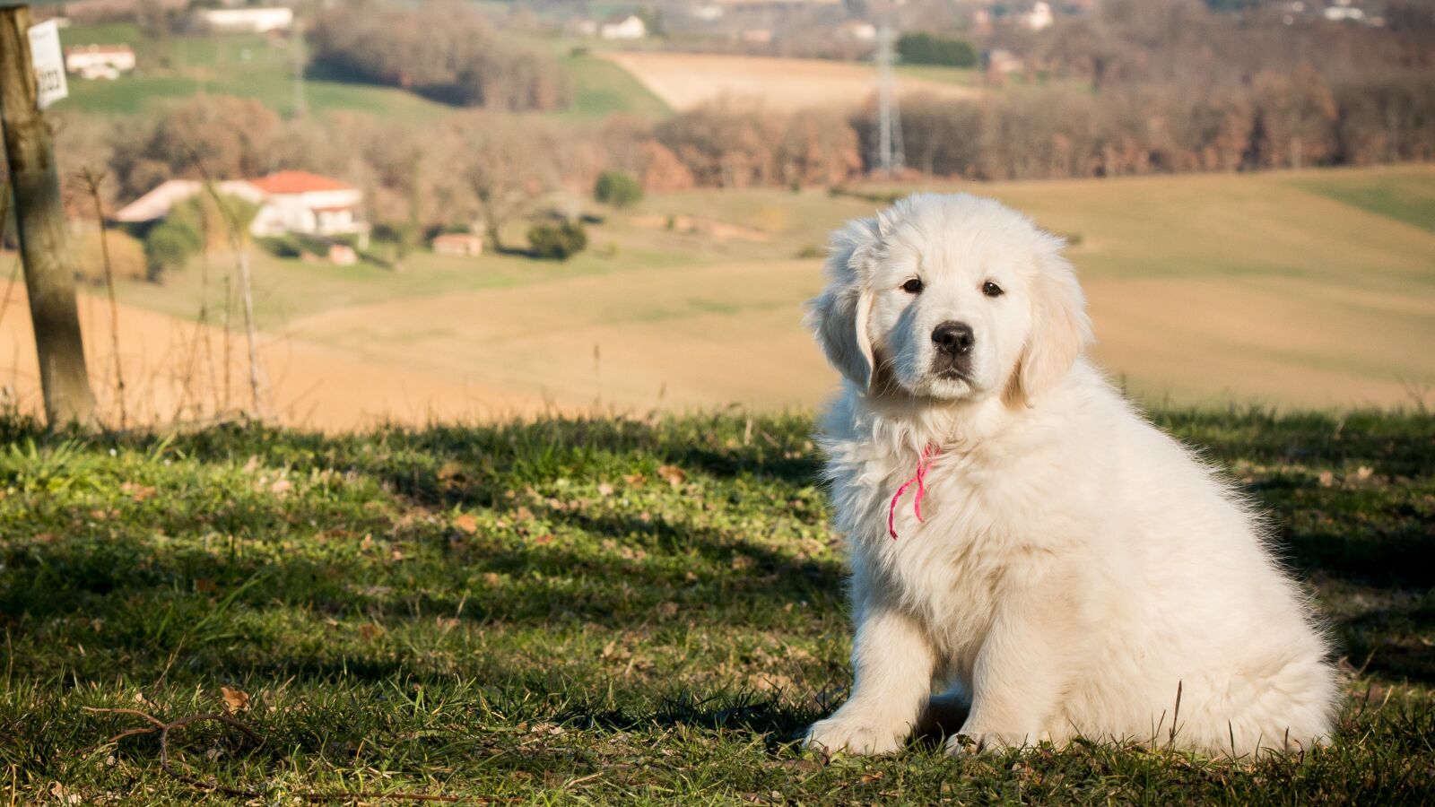 Canon EF 100mm F2.8 Macro USM sample photo. Puppy, dog, pet photography