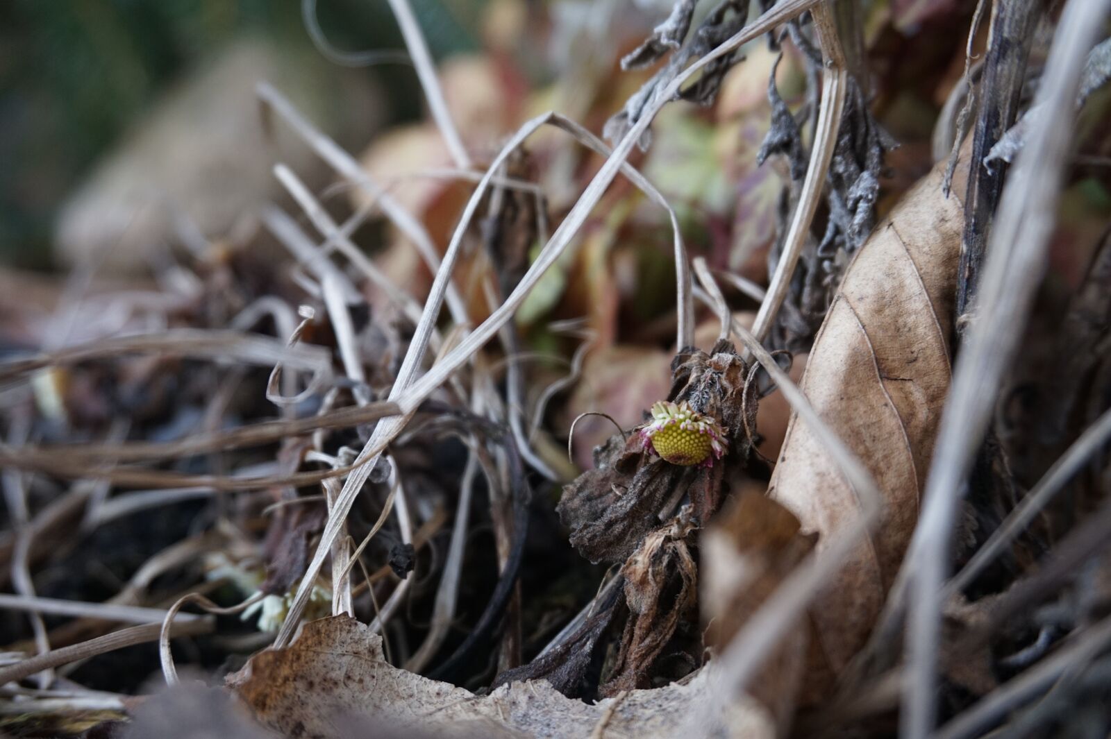 Sony E 16-50mm F3.5-5.6 PZ OSS sample photo. Autumn, dry, leaves photography