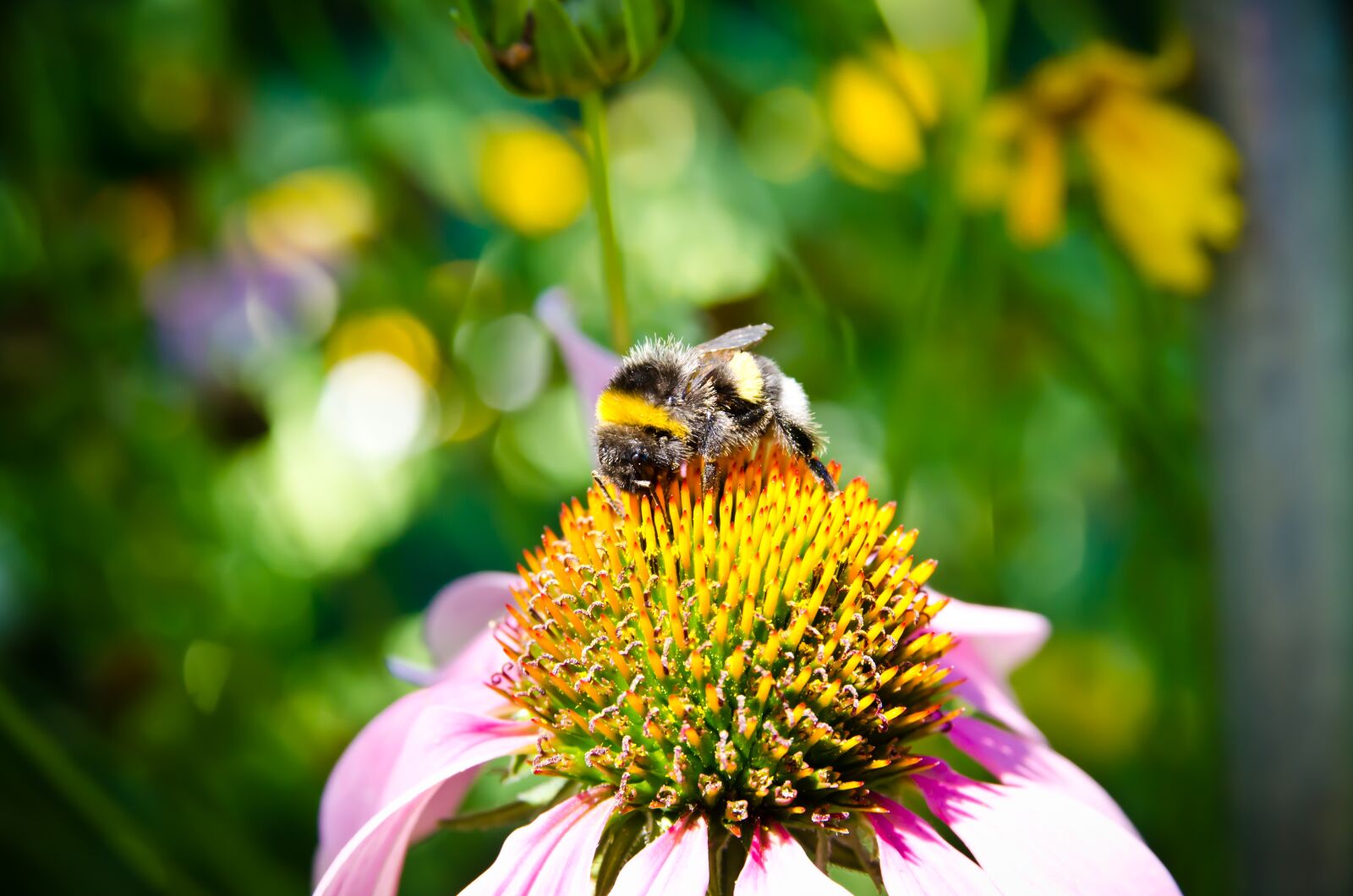 Nikon D7000 sample photo. Bee, bee collection pollen photography