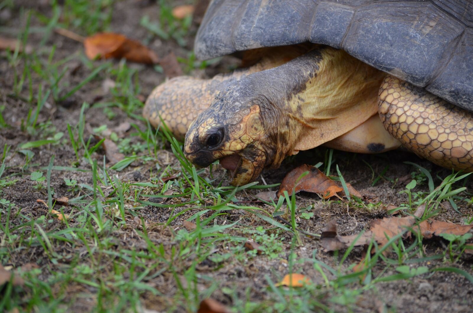Nikon D7000 sample photo. Tortoise, shell, reptile photography