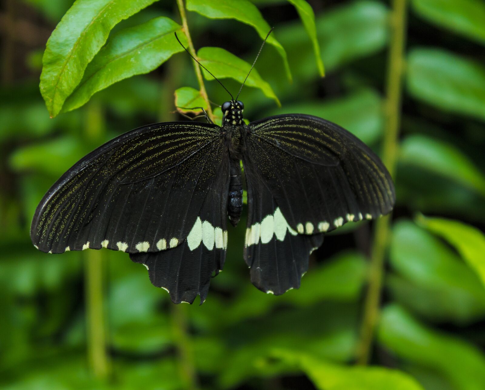 Canon EOS 650D (EOS Rebel T4i / EOS Kiss X6i) sample photo. Black butterfly, insect, flower photography