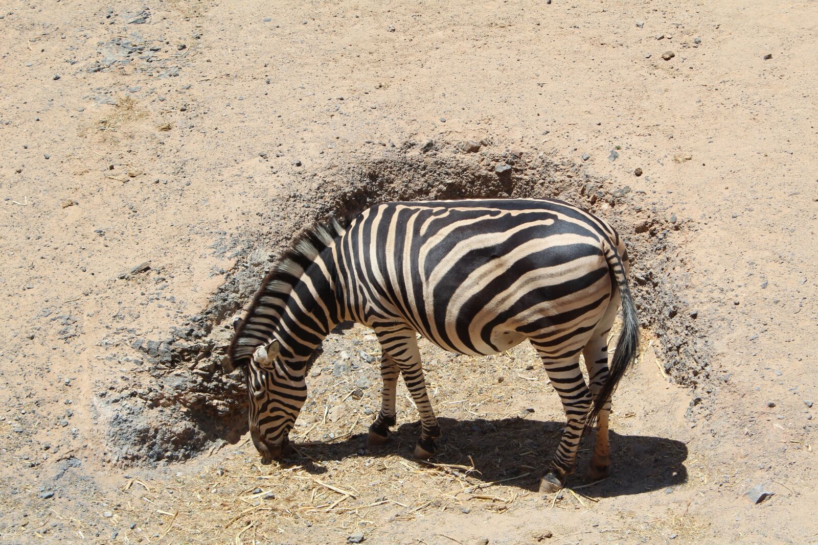 Canon EOS 1300D (EOS Rebel T6 / EOS Kiss X80) sample photo. Zebra, black and white photography
