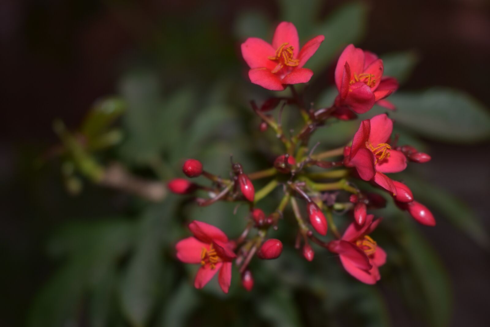 Nikon D3400 sample photo. Pink, nature, flowers photography
