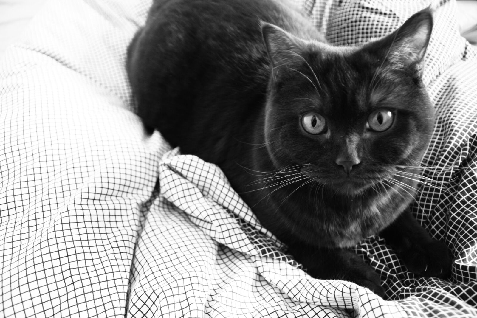 Canon EOS 450D (EOS Rebel XSi / EOS Kiss X2) sample photo. British, shorthair, cat photography