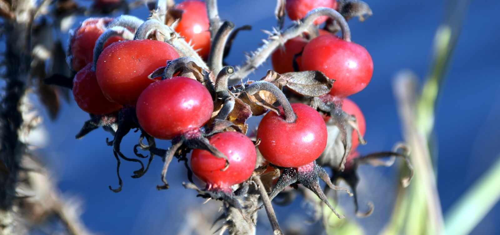 Nikon D3300 sample photo. Rose hip, fruits, red photography